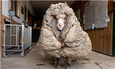 نجات پشمالوترین گوسفند وحشی استرالیا