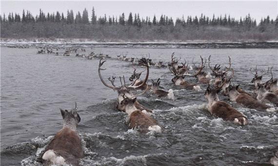 شمالگان می‌تواند به تله اکولوژیکی برای حیوانات مهاجر تبدیل شود