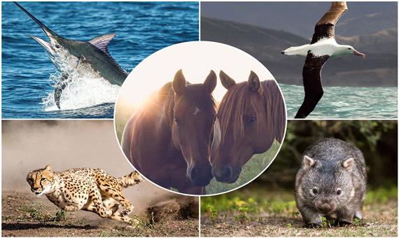 سریع‌ترین حیوانات جهان کدامند؟