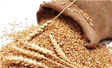 دولت هند صادرات گندم را ممنوع اعلام کرد