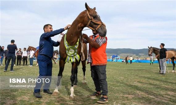 شانزدهمین جشنواره ملی زیبایی اسب اصیل ترکمن+(تصاویر)