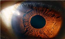 حیات پس از مرگ برای چشم انسان: دانشمندان چشمان فرد اهداکننده عضو را احیا کردند
