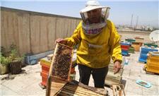 اجرای طرح زنبورداری شهری در محله کیانشهر منطقه 15