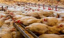 تولید بیش از 3.7 میلیون تن گوشت مرغ و تخم‌مرغ