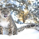 ایرانیان جهان