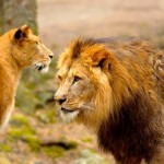 ایرانیان جهان