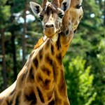 ایرانیان جهان