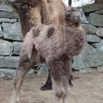 ایرانیان جهان