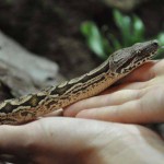 ایرانیان جهان