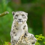 ایرانیان جهان