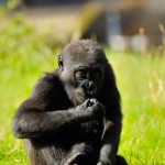 ایرانیان جهان