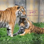 ایرانیان جهان