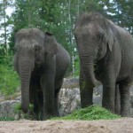 ایرانیان جهان