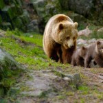 ایرانیان جهان