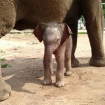 ایرانیان جهان