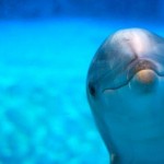 ایرانیان جهان