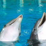 ایرانیان جهان