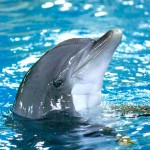 ایرانیان جهان