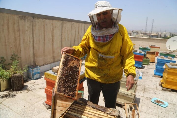 اجرای طرح زنبورداری شهری در محله کیانشهر منطقه ۱۵
