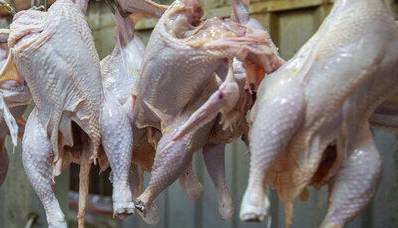 مرغ ارزان شد