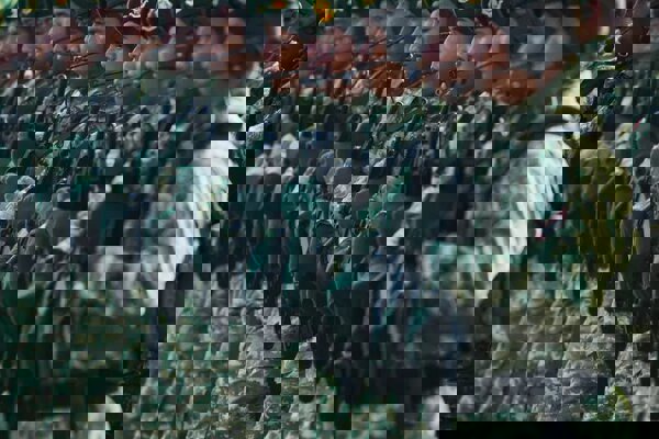 اندونزی: عادی سازی روابط با اسرائیل نداریم