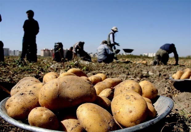 بازارسیب زمینی متعادل شد