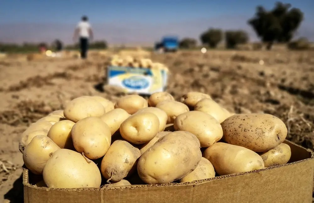 کاهش ۲۵ درصدی قیمت سیب‌زمینی پس از افزایش اخیر