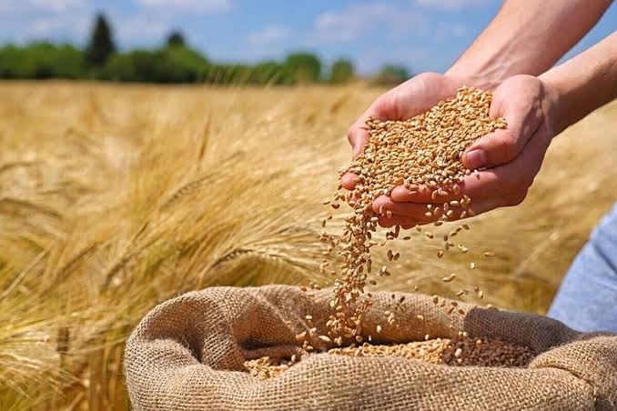 تسویه کامل مطالبات گندم‌کاران تا یک هفته آینده